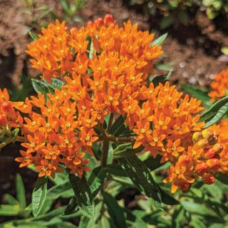 Orange Shades Butterfly Flower Thumbnail